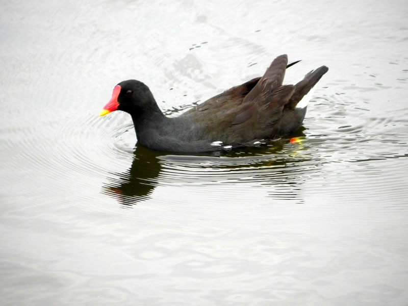 La poule d'eau / ar yar dour Poule-eau-068