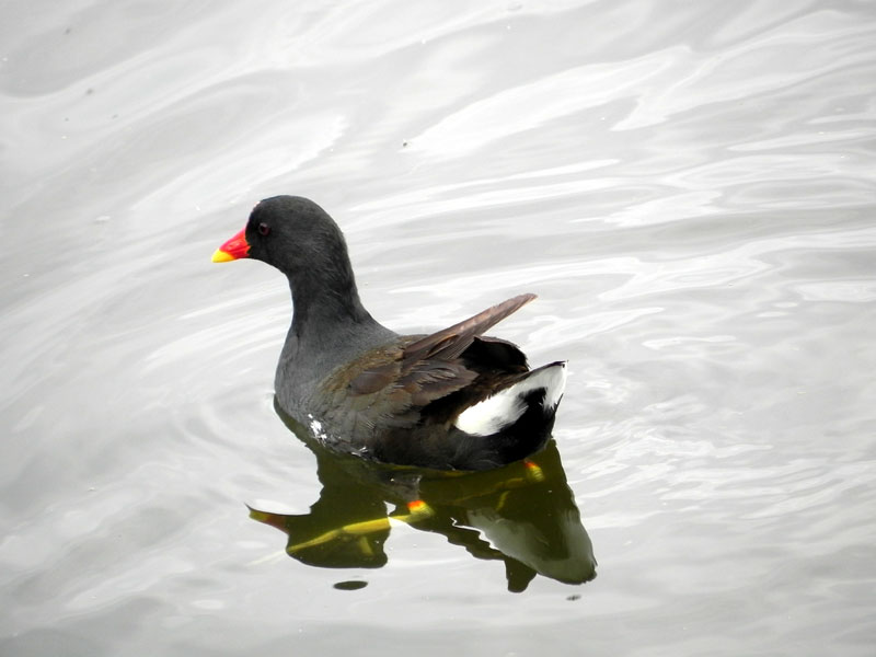 La poule d'eau / ar yar dour Poule-eau-075