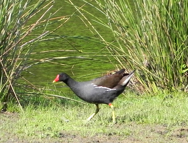 La poule d'eau / ar yar dour Poule-eau1511