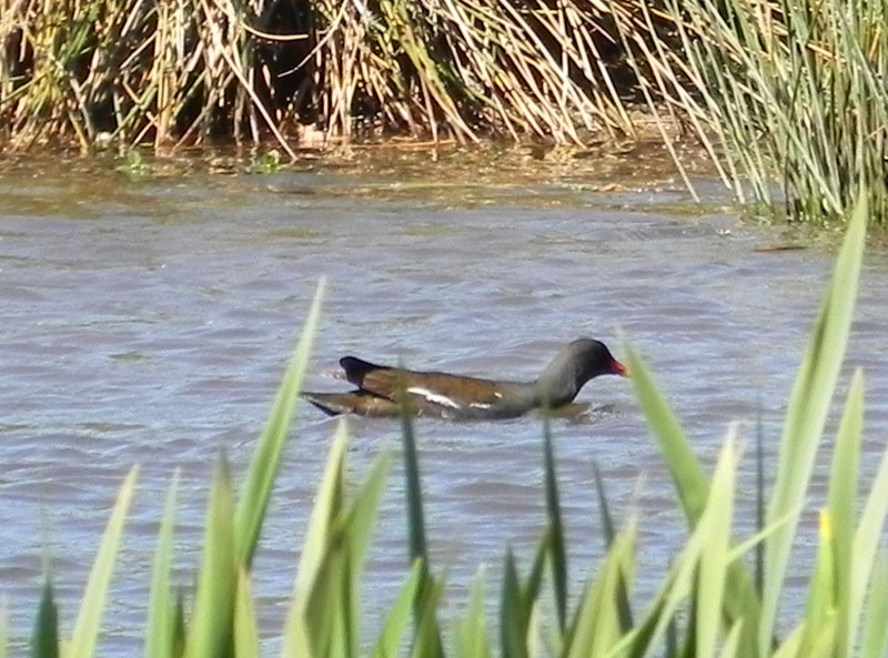 La poule d'eau / ar yar dour Poule-eau35