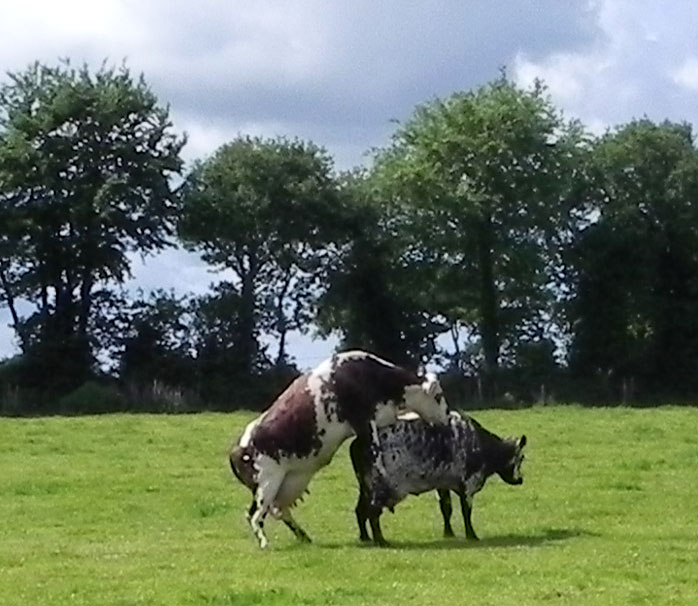 Vache / Buoc'h / Cow Vaches-montantes-493