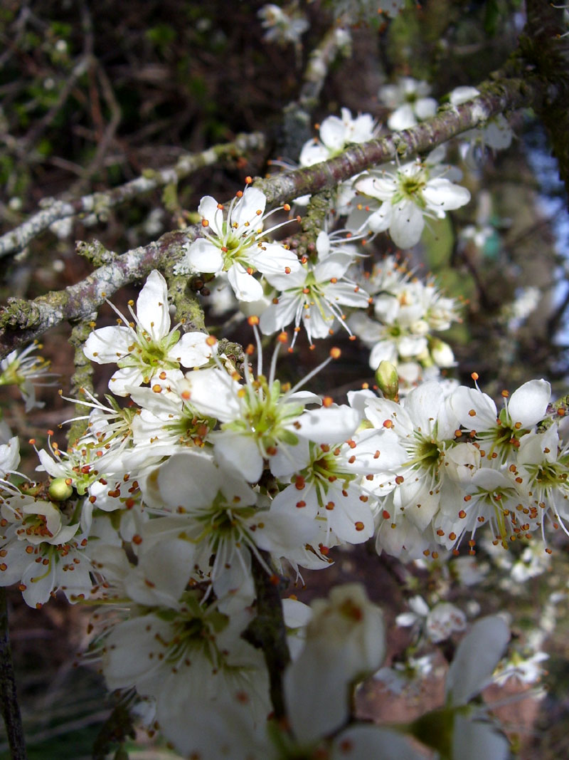 Aubépine / Spern Gwenn Tre-04042008