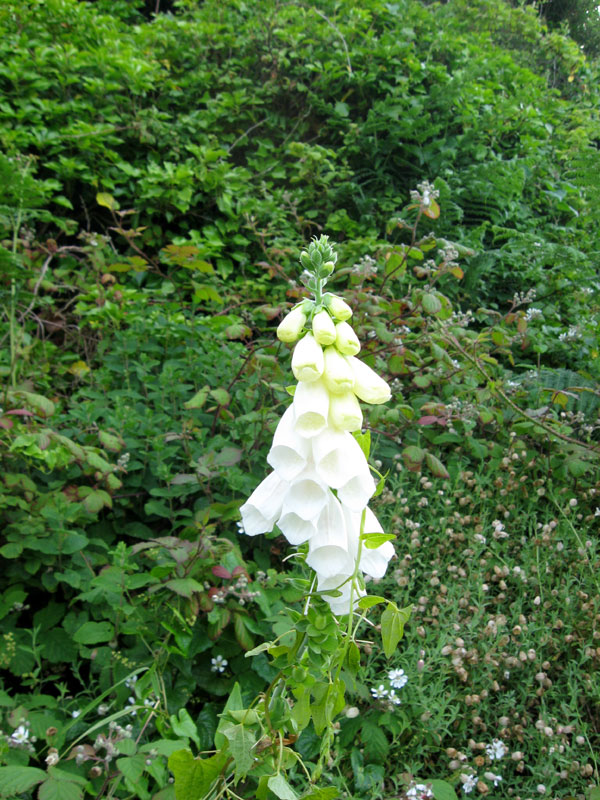 Digitales / Brulu Blanche_0944