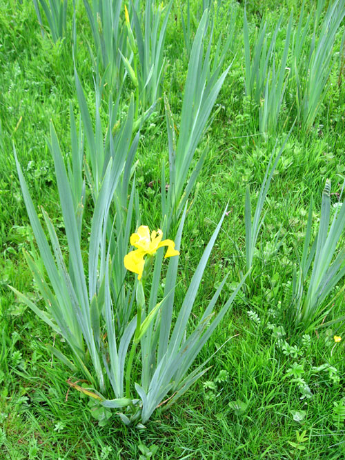 IRIS / Elestrenn 0279